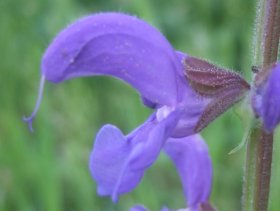 Salbeiblüte mit Anthocyanen