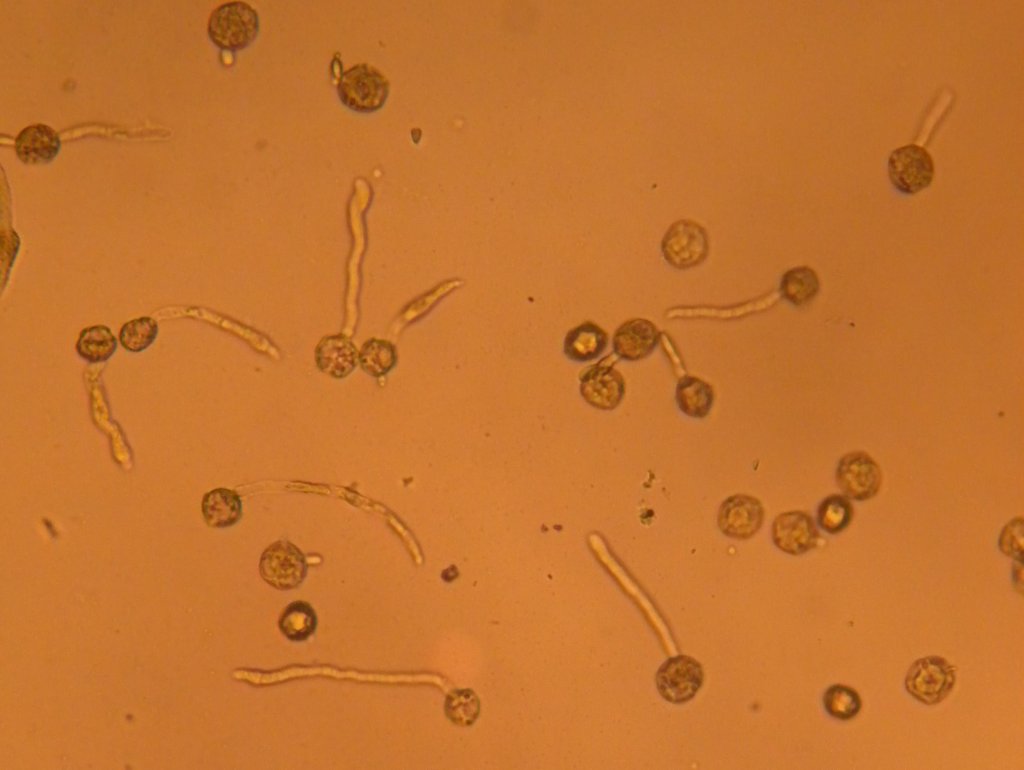 alnus_glutinosa10_1024.jpg