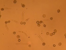 alnus_glutinosa10_280.jpg