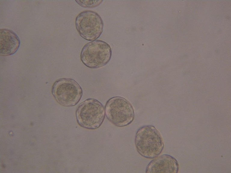 alnus_glutinosa4_1024.jpg