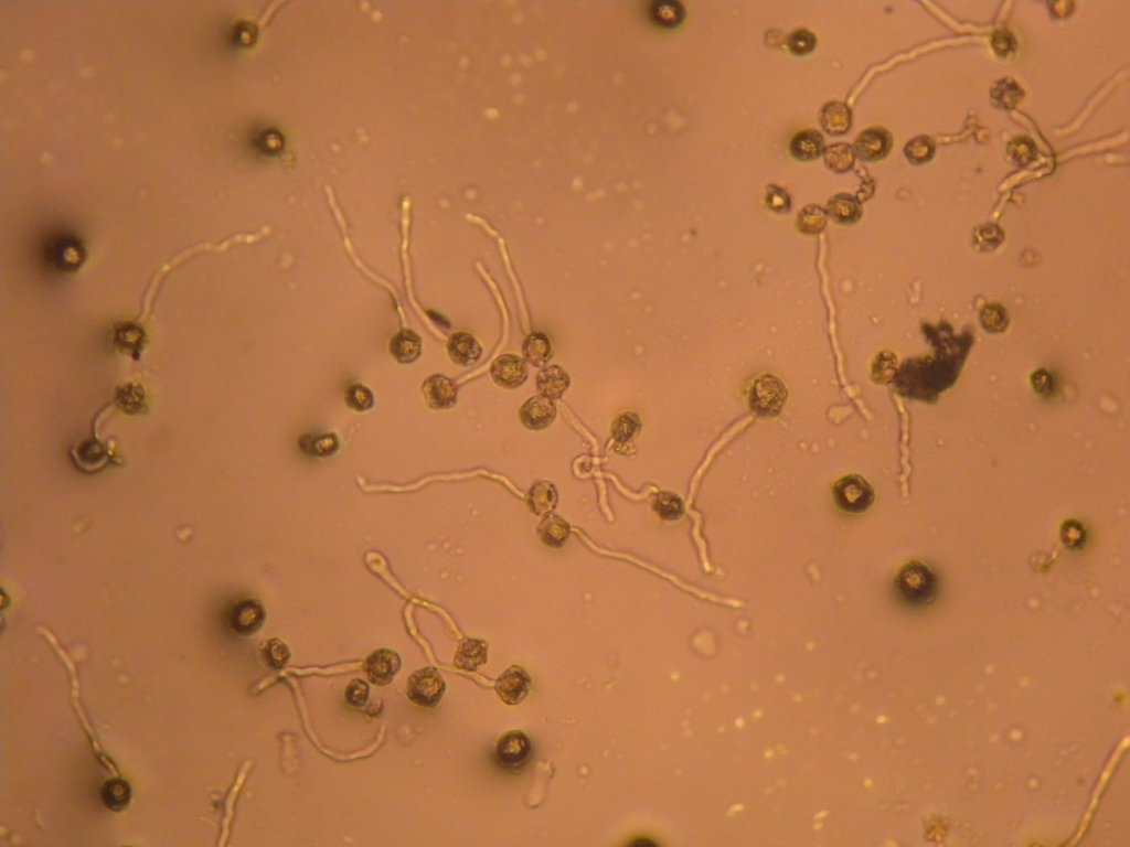 alnus_glutinosa_15z_1024.jpg