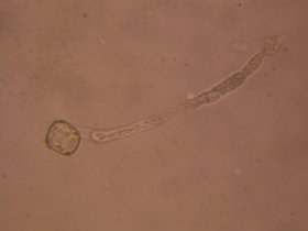 alnus_glutinosa_5z_ca3_280.jpg