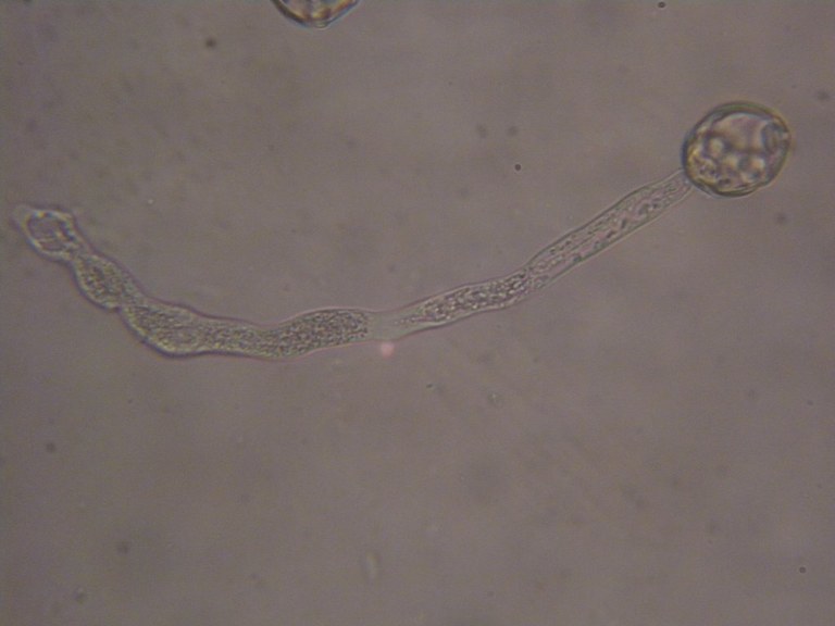 alnus_glutinosa_5z_ca4_1024.jpg
