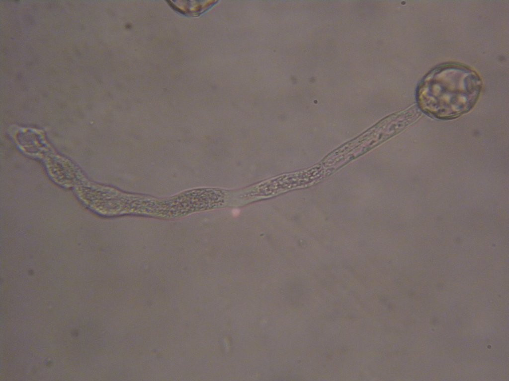 alnus_glutinosa_5z_ca4_1024.jpg