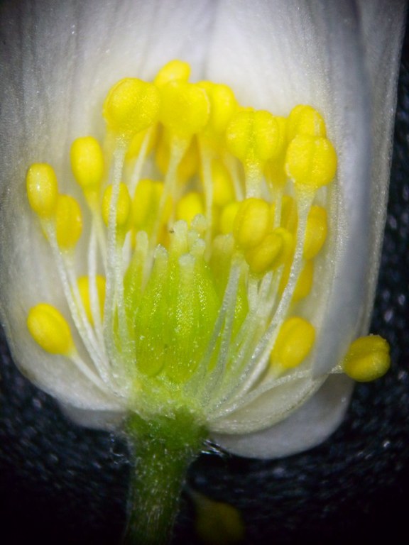 anemone_nemorosa1_1024.jpg