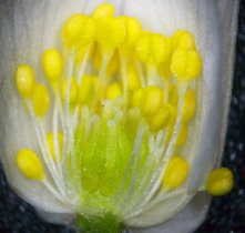 Geöffnete Blüte eines Buschwindröschens mit vielen Staubgefäßen mit Staubbeuteln