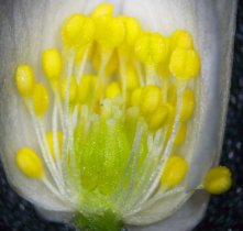 anemone_nemorosa1_280.jpg