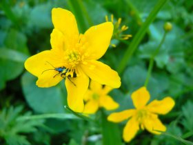 Sumpfdotterblume mit Carotinoiden