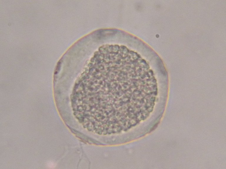 carpinus_betulus1_1024.jpg