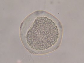 carpinus_betulus1_280.jpg