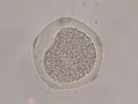 carpinus_betulus1_280.jpg