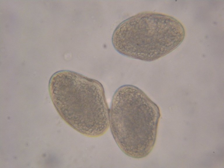 cornus_sanguinea3_1024.jpg