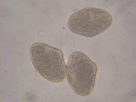 cornus_sanguinea3_280.jpg