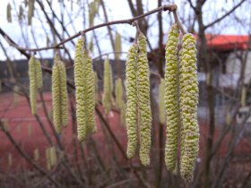 Männliche Blüten (Kätzchen) der Hasel