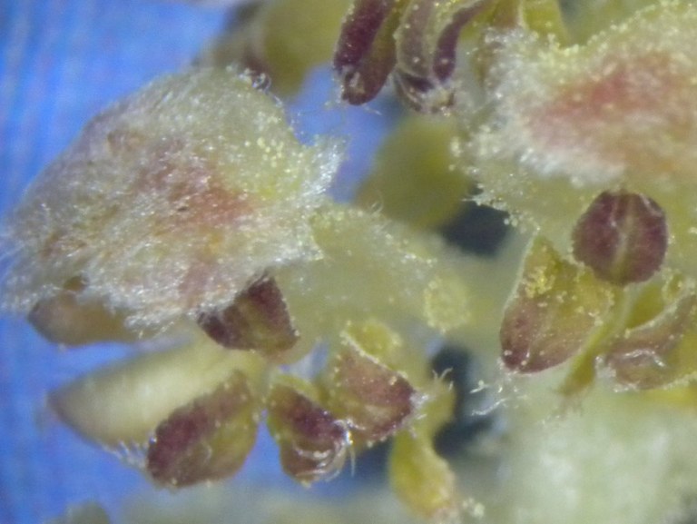 corylus_avellana_maennlich_ausschnitt_1024.jpg