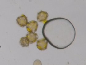 crepis_biennis_280.jpg