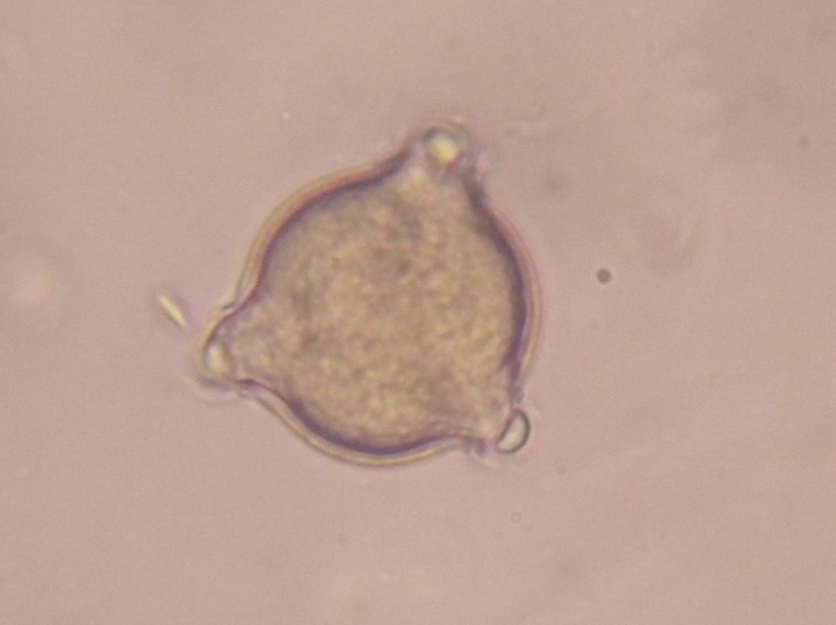 epilobiium_1024.jpg