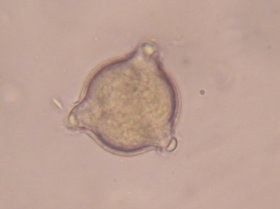 epilobiium_280.jpg