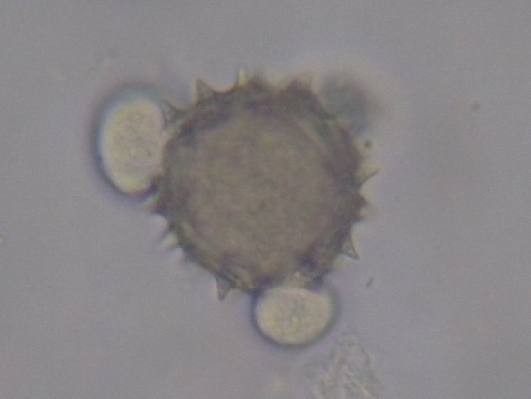 honig3_1024.jpg