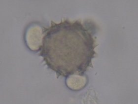 honig3_280.jpg