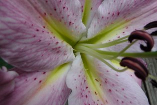 Nektarrinnen in einer Prachtlilienblüte