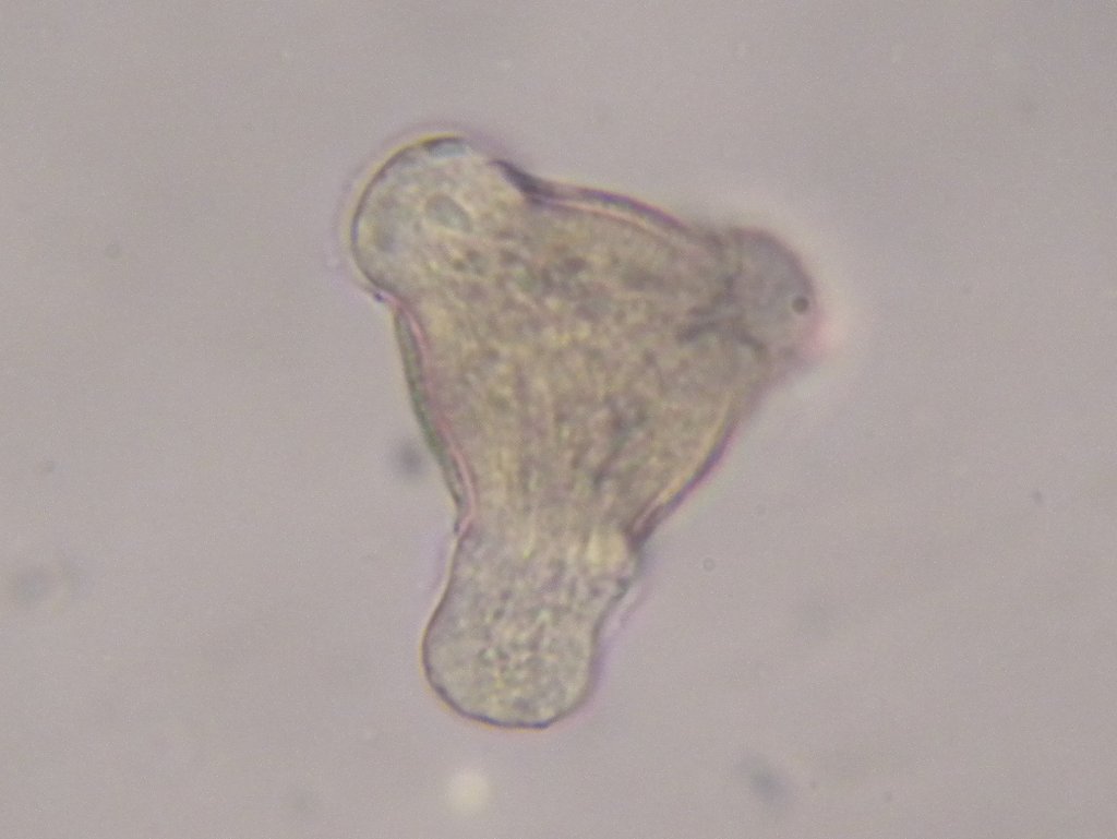 oenothera_biennis_1024.jpg