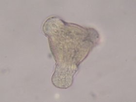 oenothera_biennis_280.jpg