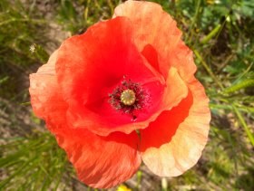 papaver_rhoeas2_280.jpg