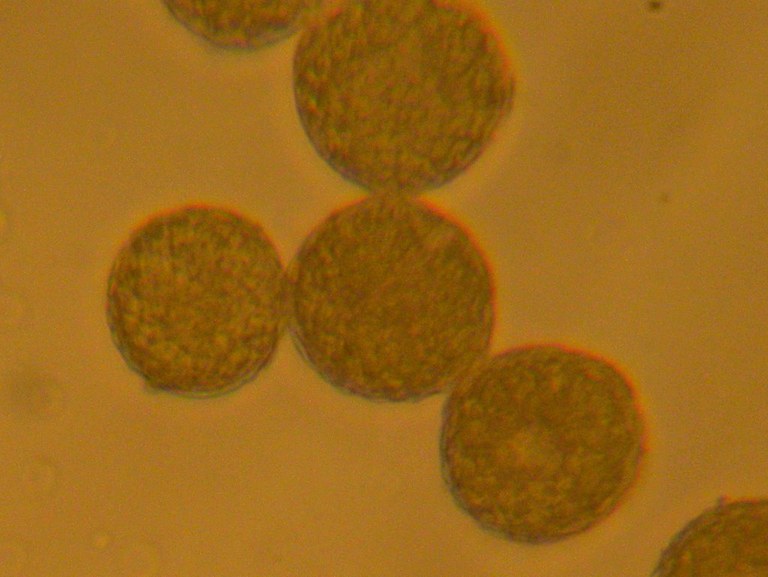 plantago_major_1024.jpg