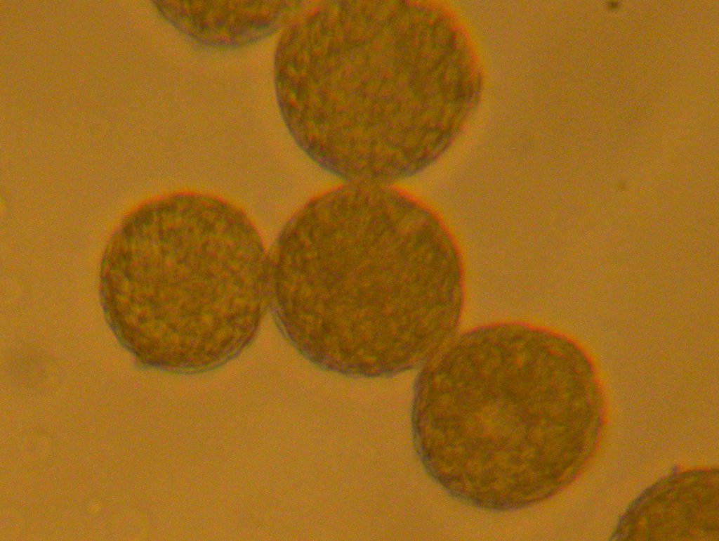 plantago_major_1024.jpg