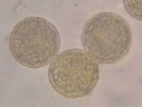 ranunculus_280.jpg