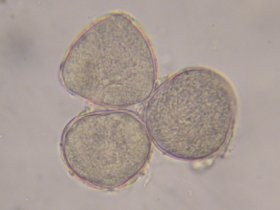 rhinanthus5_280.jpg
