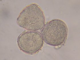 rhinanthus5_280.jpg