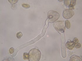 salix_capraea1_280.jpg