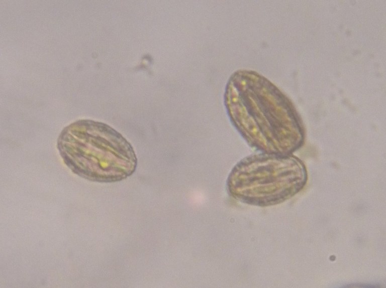 salix_capraea2_1024.jpg