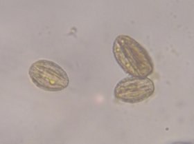 salix_capraea2_280.jpg