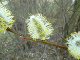 Männliche Kätzchen der Salweide mit Staubgefäßen und Pollen