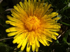 Löwenzahnblüte mit Carotinoiden