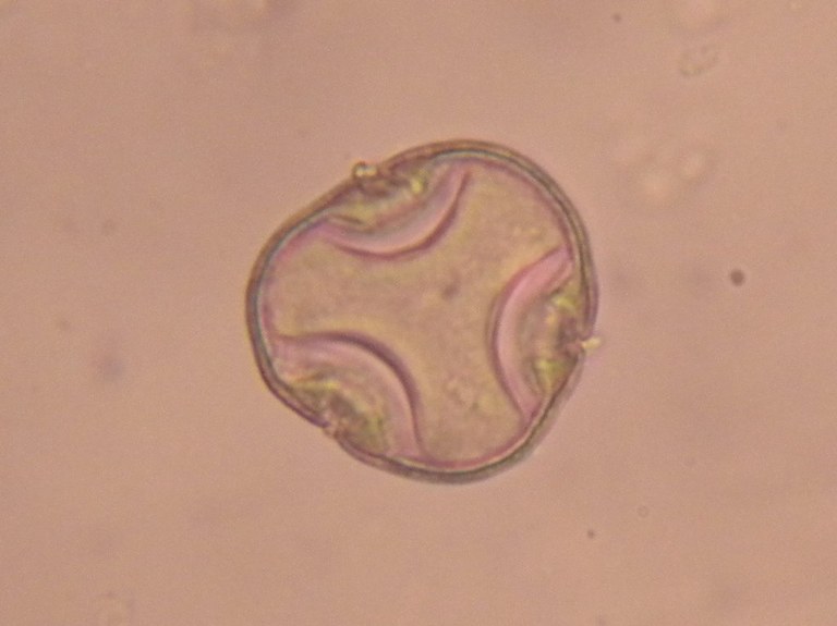 tilia1_1024.jpg