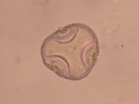 tilia1_280.jpg