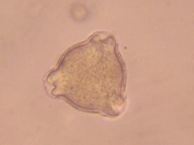 viola_sylvestris_280.jpg
