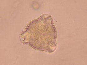 viola_sylvestris_280.jpg