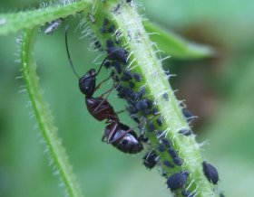 Auch Ameisen gehören zu den Hautflüglern.