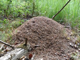 Hügel von Waldameisen