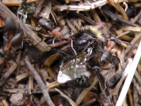 Eine Hummel wird in den Hügel eingebracht.