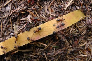 Die Ameisensäure färbt den Indikator rot.