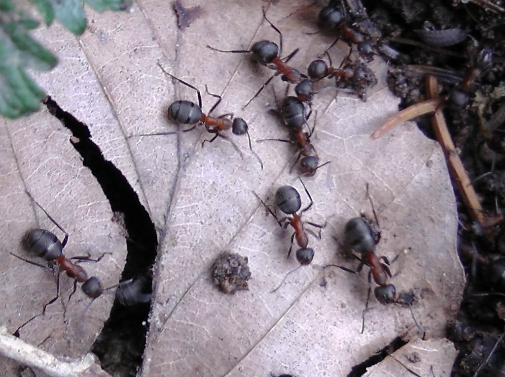 formica_sensu_stricta_1024.jpg