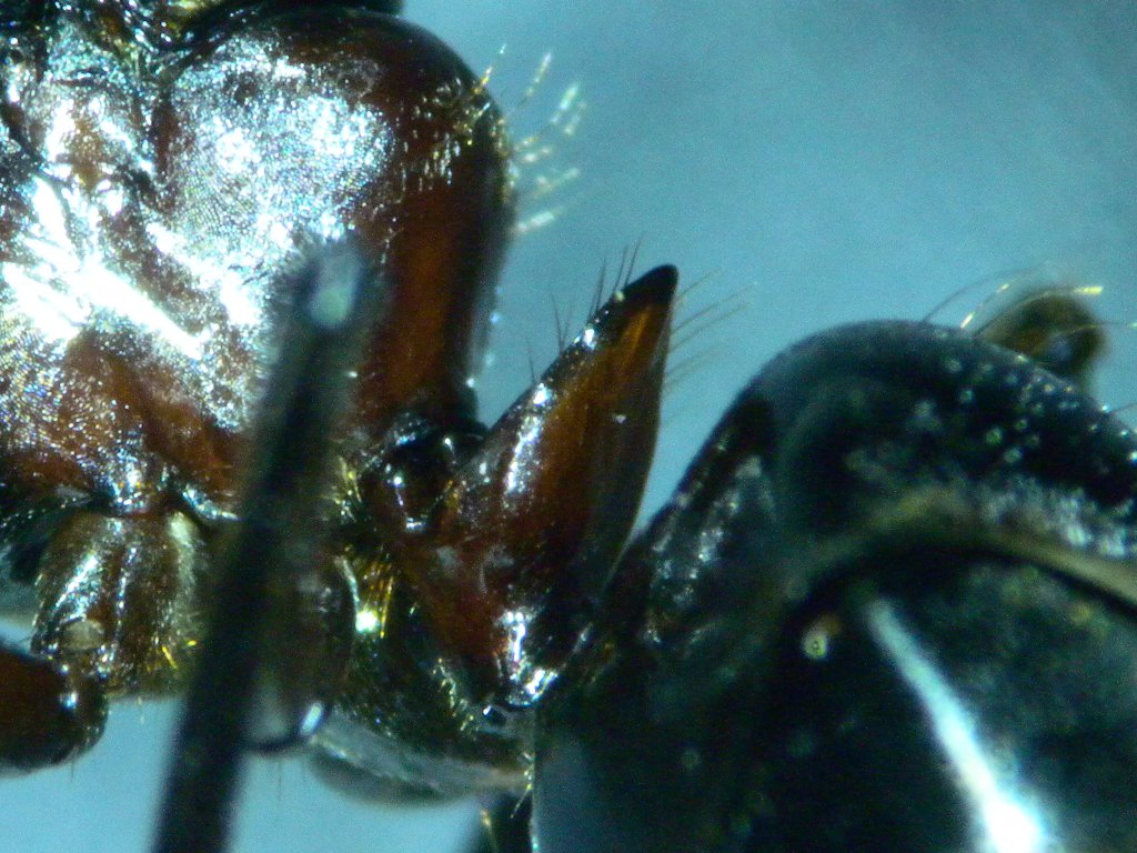 formicinae_petiolus_1024.jpg