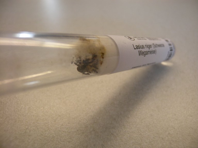 lasius_niger_lieferung1_1024.jpg