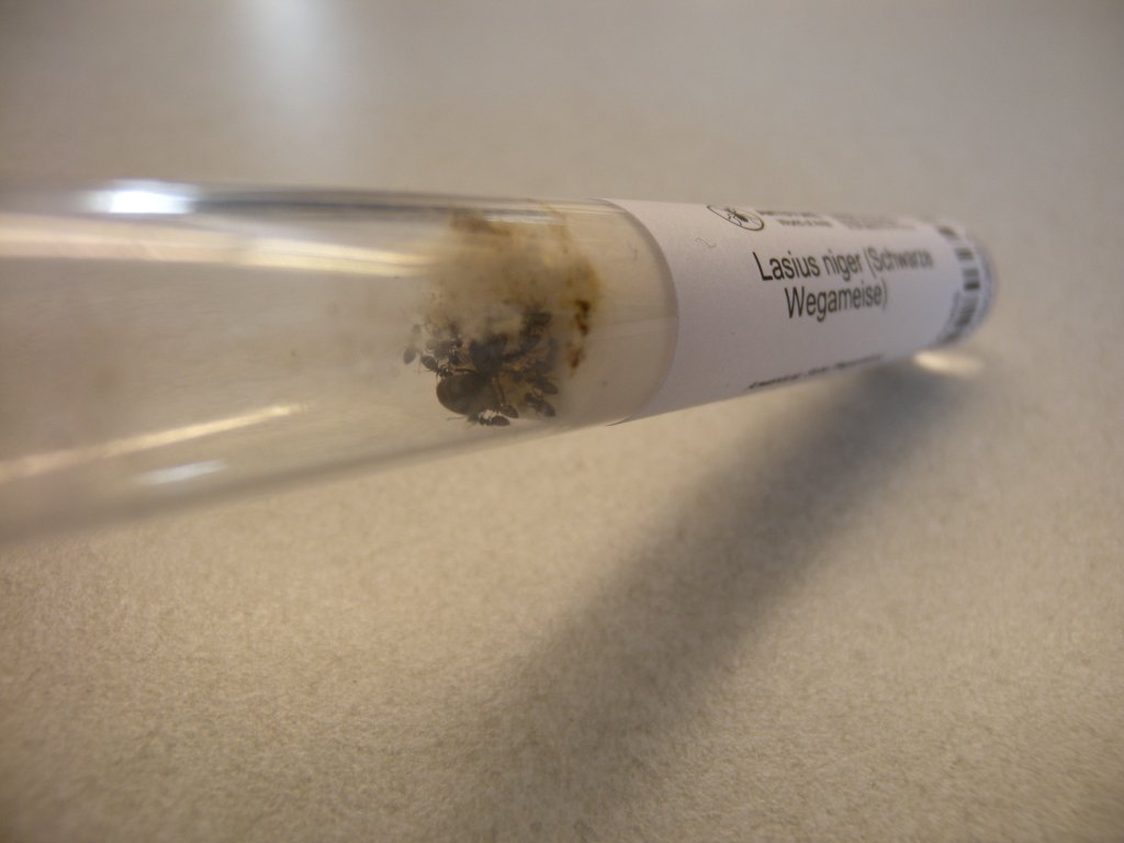 lasius_niger_lieferung1_1024.jpg